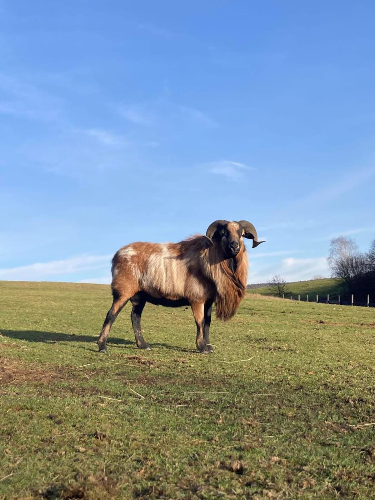 Vila Na Uboczu Gryfów Śląski Exteriér fotografie