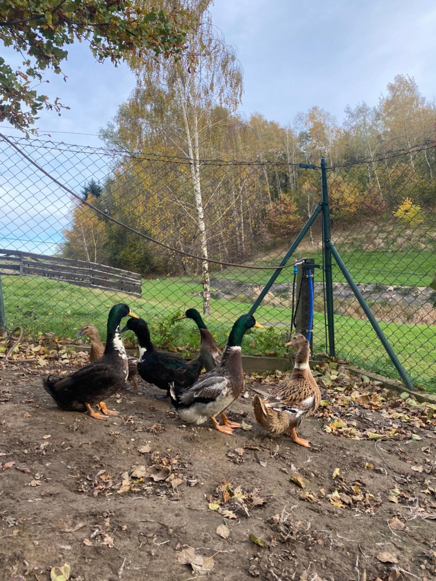 Vila Na Uboczu Gryfów Śląski Exteriér fotografie